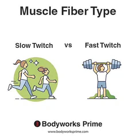 slowtwitch|slow twitch muscle vs fast.